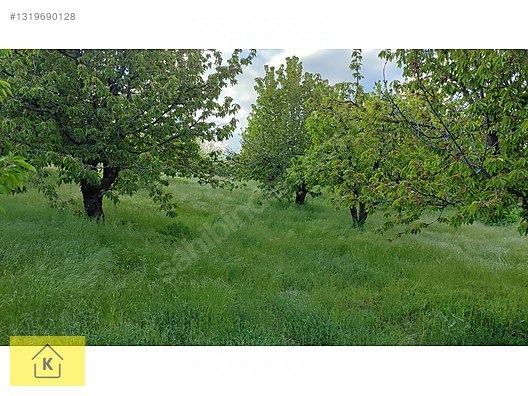 GELECEĞE YATIRIMLIK 6274m² KİRAZ BAHÇESİ - KÜTAHYA ŞAPHANE fotoğraf 3