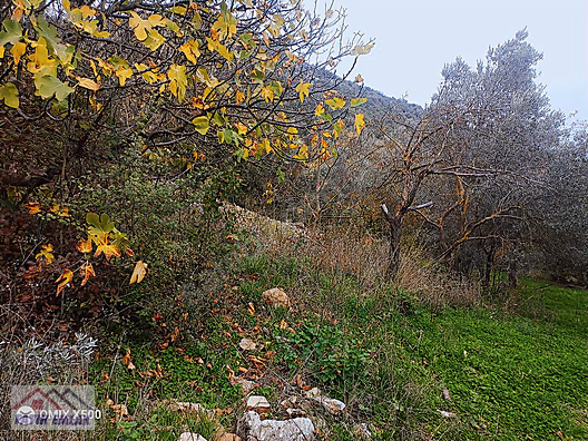FATİH EMLAKTAN ŞAHİNYURDUNDA 956M2 SATILIK ZEYTİNLİK - BURSA GEMLİK fotoğraf 15