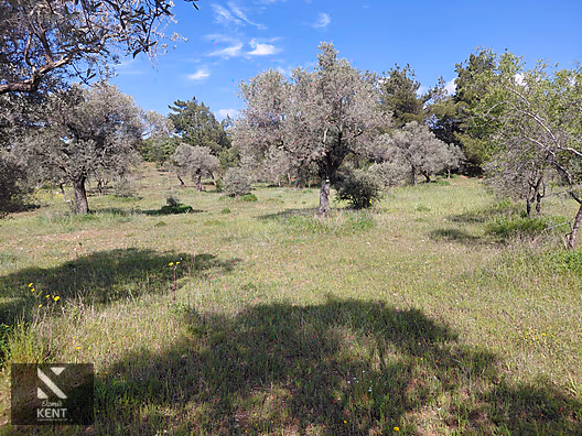 Kemalpaşa Dereköy'de Satılık 4850 m2 Bahçe - İZMİR KEMALPAŞA fotoğraf 21