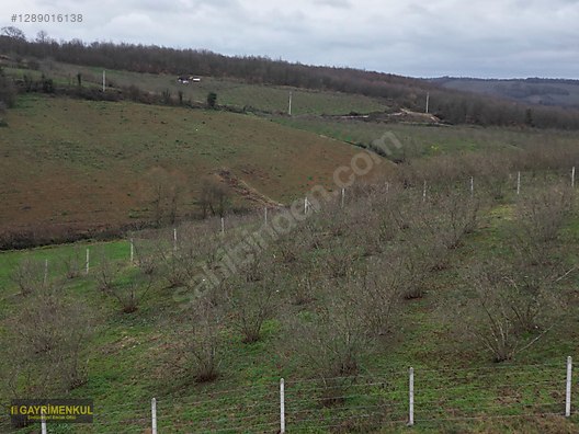 Ferizli Hocaoğlu'nda Satılık 2400 m² Fındık Bahçesi - SAKARYA FERİZLİ fotoğraf 11