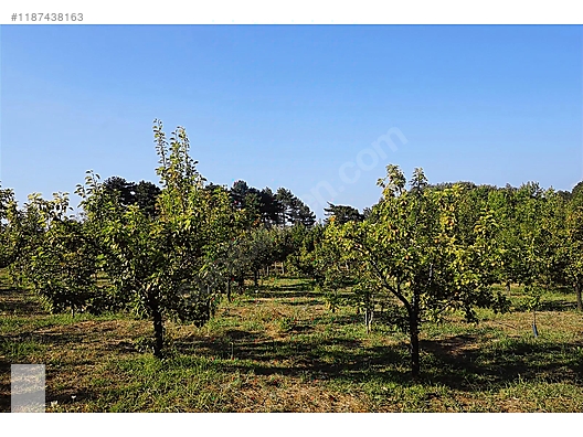 ÇANAKKALE BAYRAMİÇ BEŞİK KÖYÜ 6.900 m2 MEYVA BAHÇESİ 96 m2 EV - ÇANAKKALE BAYRAMİÇ fotoğraf 27