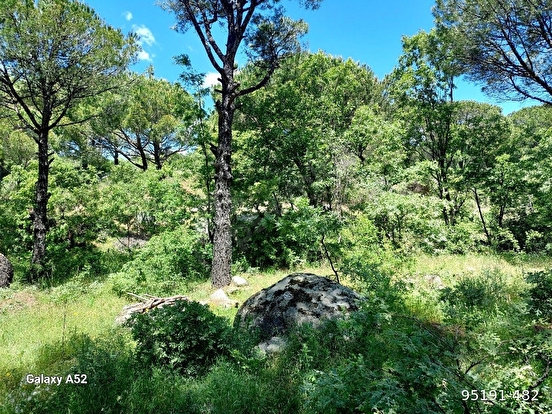 BERGAMA KOZAK YAYLASI KIRANLI MAH DE 1580 M2 BAĞ - İZMİR BERGAMA fotoğraf 4