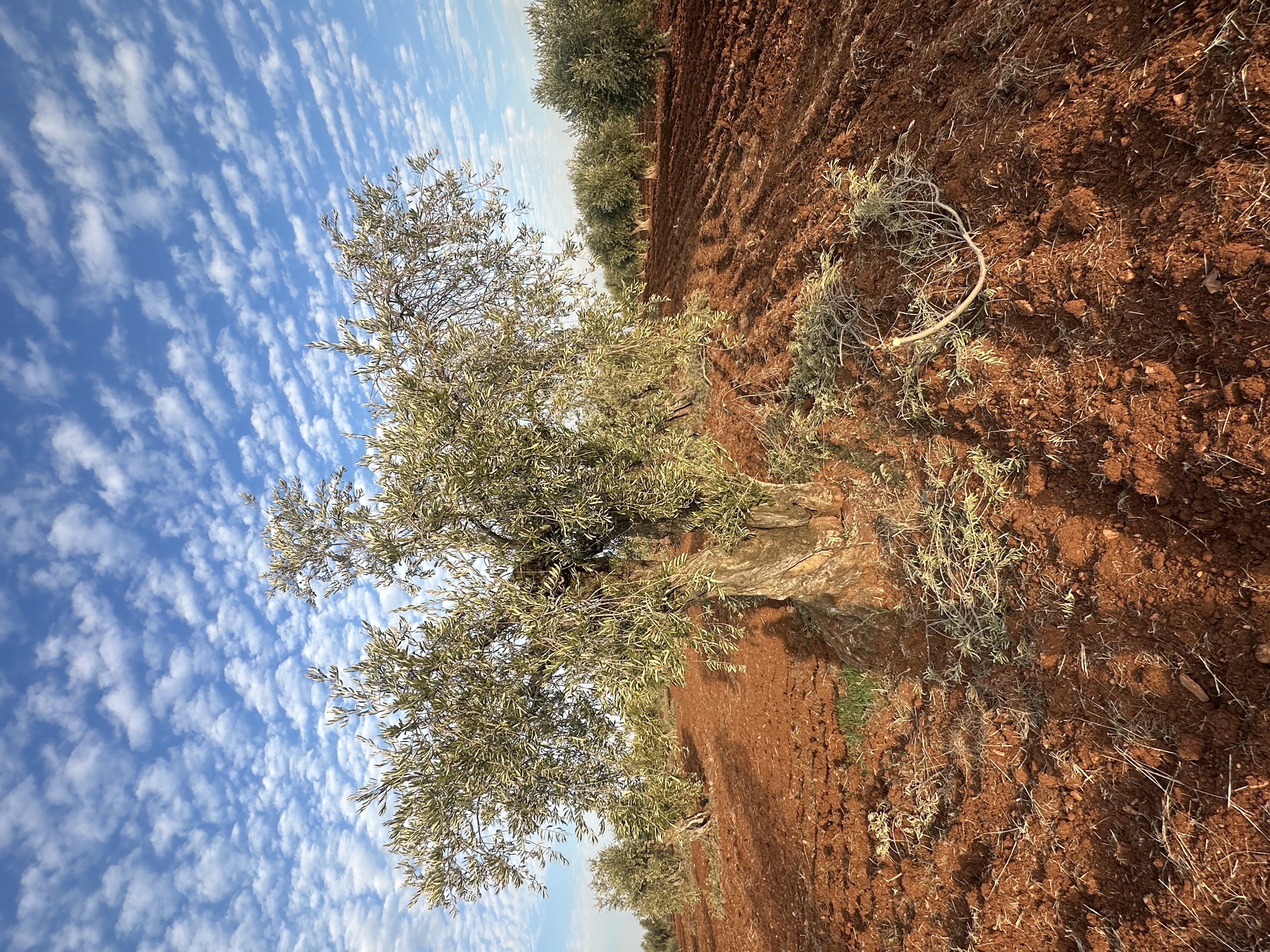 SATILIK ZEYTİNLİK  - KİLİS MERKEZ fotoğraf 10