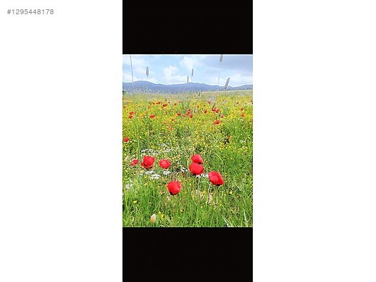 Acillll Korkuteli Sülekler 2747 m2 Arazi - ANTALYA KORKUTELİ fotoğraf 7