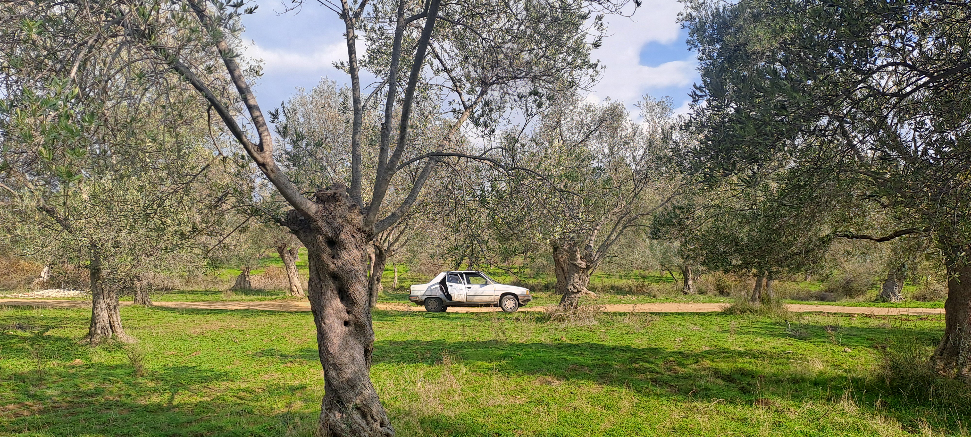 HAKANOĞLU GROUP'TAN TUZCUMURAT MAH. SATILIK ZEYTİNLİK - BALIKESİR EDREMİT fotoğraf 20