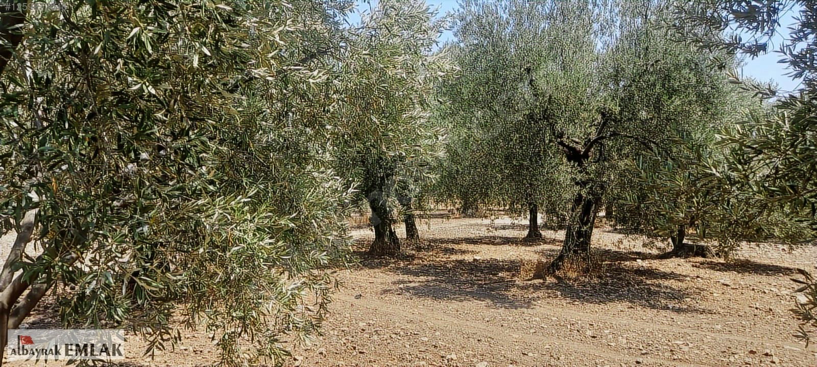 MANİSA SARUHANLI DA SATILIK 3.800 M2 BAKIMLI ZEYTİNLİK 1.280.000 - MANİSA SARUHANLI fotoğraf 15