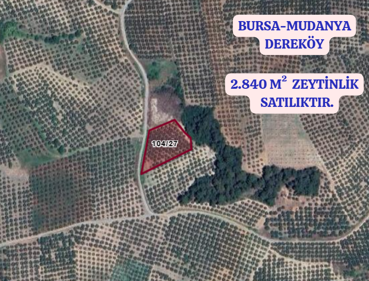 BURSA MUDANYA DEREKÖY  KÖYÜNDE 2.840 M²  ZEYTİNLİK SATILIKTIR - BURSA MUDANYA fotoğraf 2