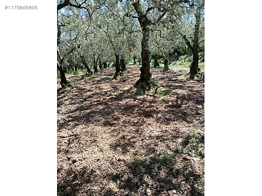 BURSA İZNİK DERBENT'TE 613 M² ZEYTİNLİK SATILIKTIR - BURSA İZNİK fotoğraf 10