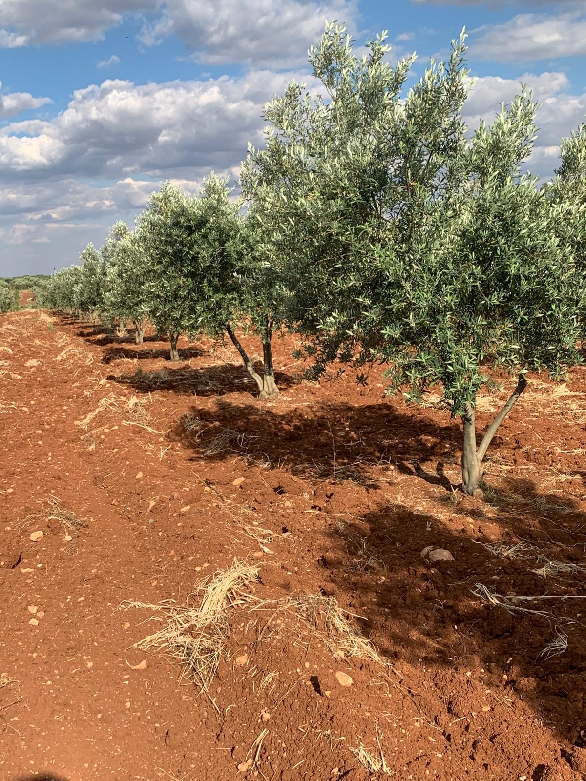 SATILIK 150 AĞAÇ ZEYTİNLİK  - KİLİS MERKEZ fotoğraf 14