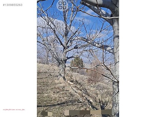 KEMER DE ŞEHİR MANZARALI 7500M2 İÇİNDE 50 KADAR YETİŞMİŞ CEVİZ - BURDUR KEMER fotoğraf 15
