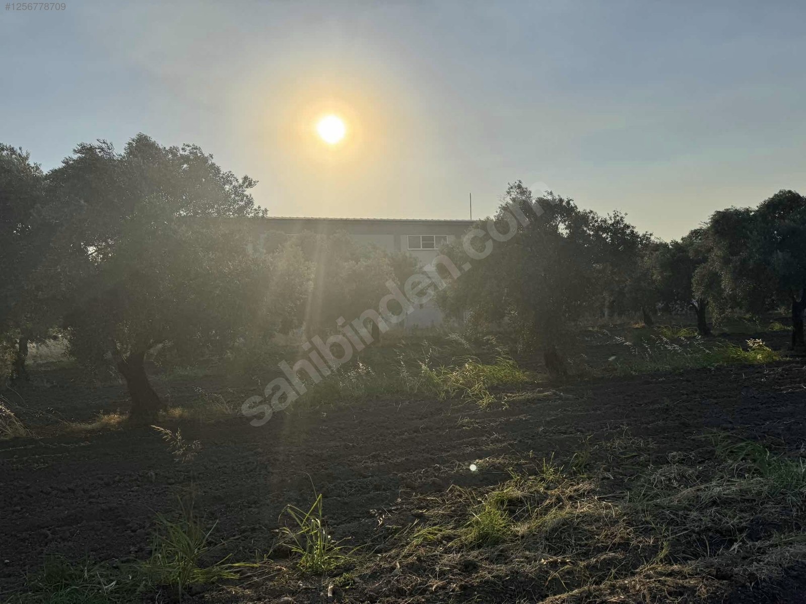 DOSTLARDAN BEKİRLER GİRİŞİNDE SATILIK ZEYTİNLİK - MANİSA AKHİSAR fotoğraf 3