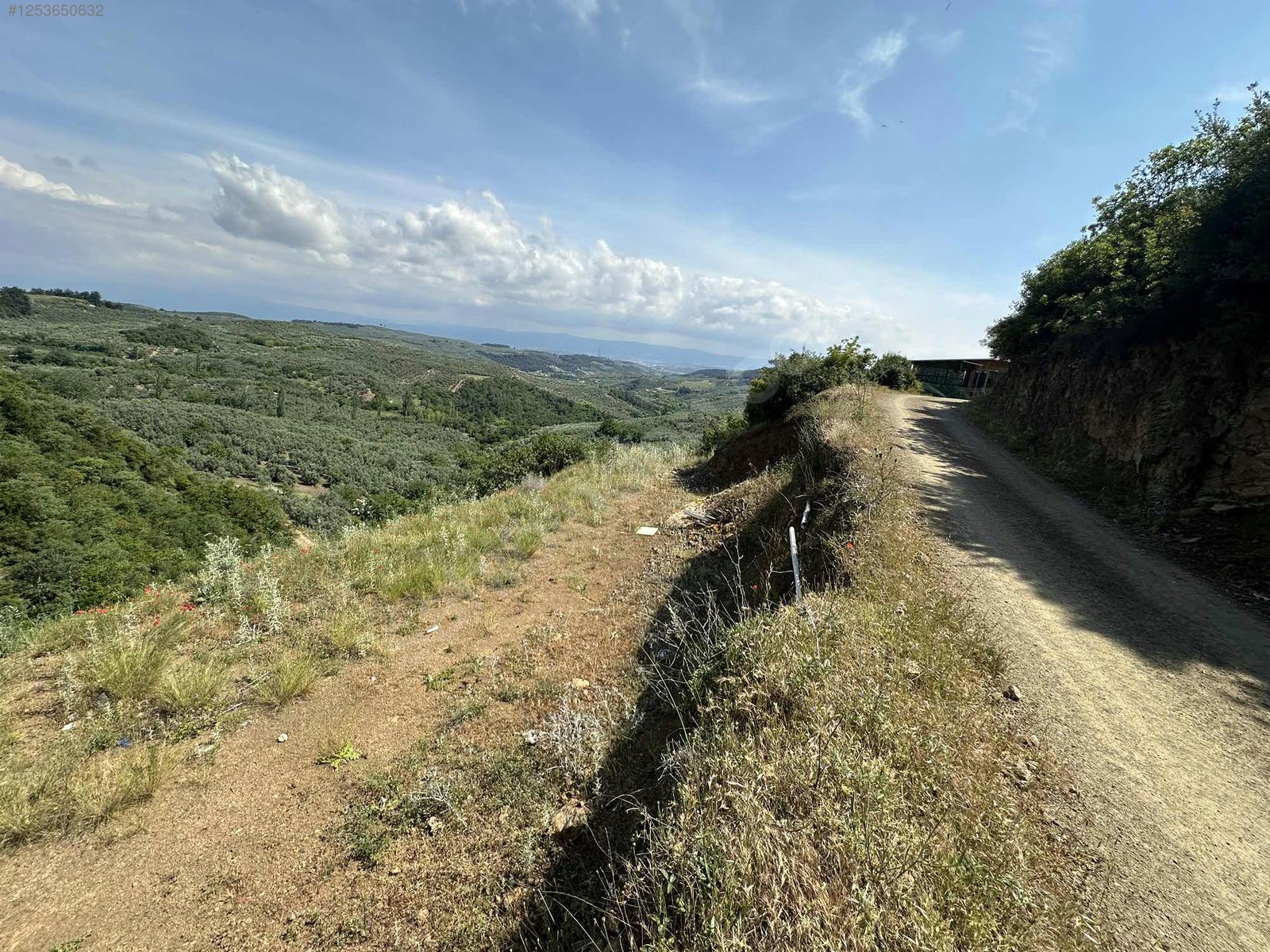 BURSA MUDANYA MİRZAOBA KÖYÜNDE 998 M²  ZEYTİNLİK SATILIKTIR - BURSA MUDANYA fotoğraf 13