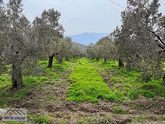 GEMLİK MURATOBA KÖYÜNDE 4695m² SATILIK ZEYTİNLİK - BURSA GEMLİK fotoğraf 14