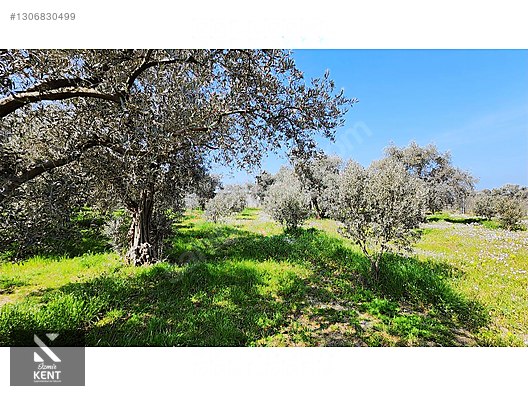 Kemalpaşa Ören Satılık Zeytinlik 1.230 m2 - İZMİR KEMALPAŞA fotoğraf 13