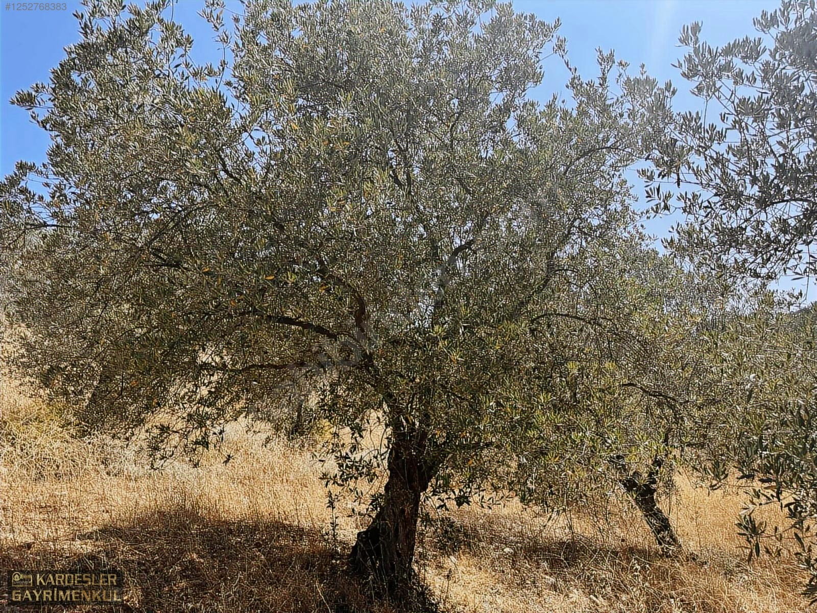 SATILIK CUMHURİYET MAHALLESİNDE TEK TAPU 4.489m2 ZEYTİNLİK - MANİSA AKHİSAR fotoğraf 5