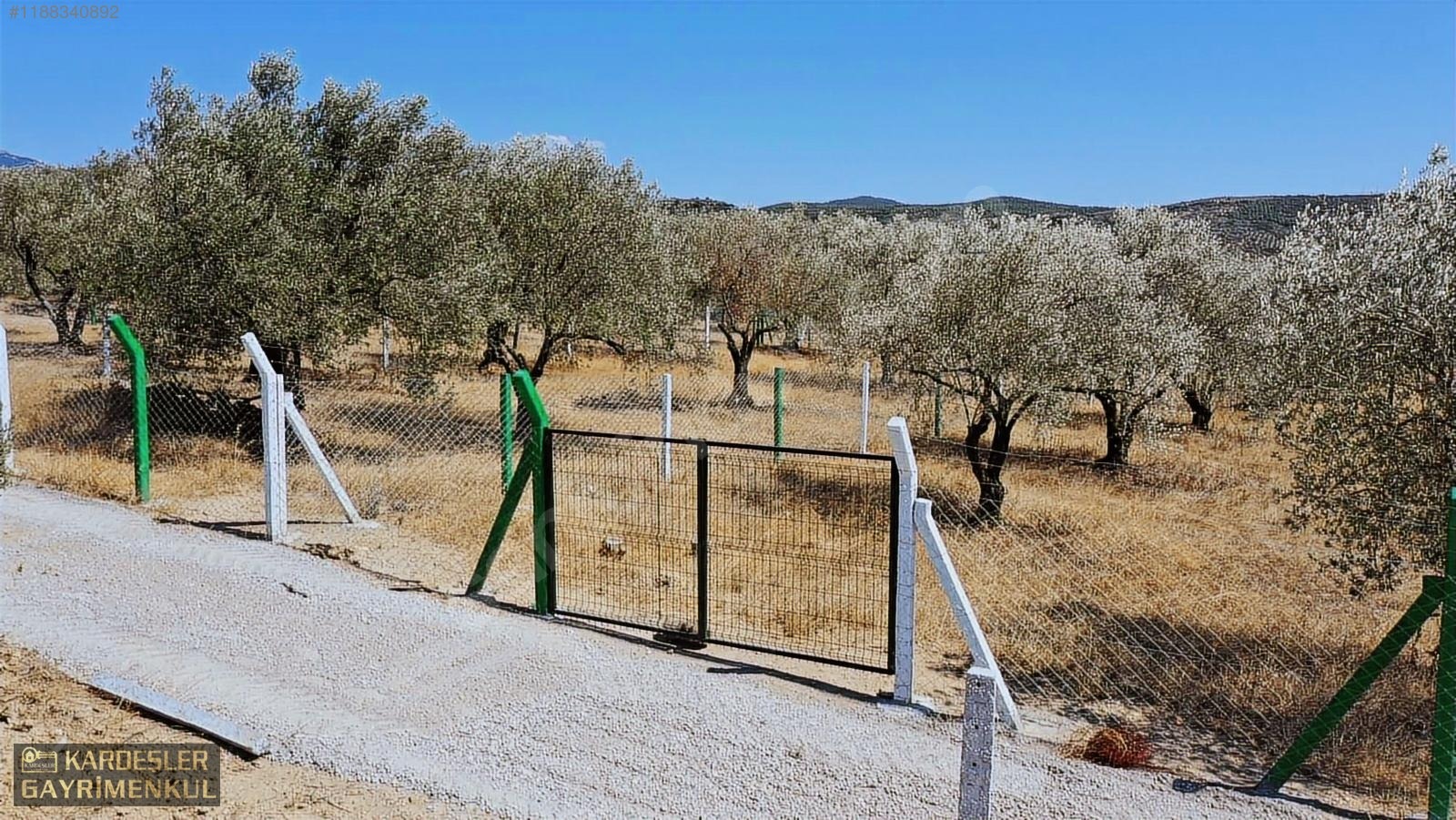 KARDEŞLERDEN KIZLARALANINDA SATILIK ZEYTİNLİK FIRSAT KAÇMAZ! - MANİSA AKHİSAR fotoğraf 11