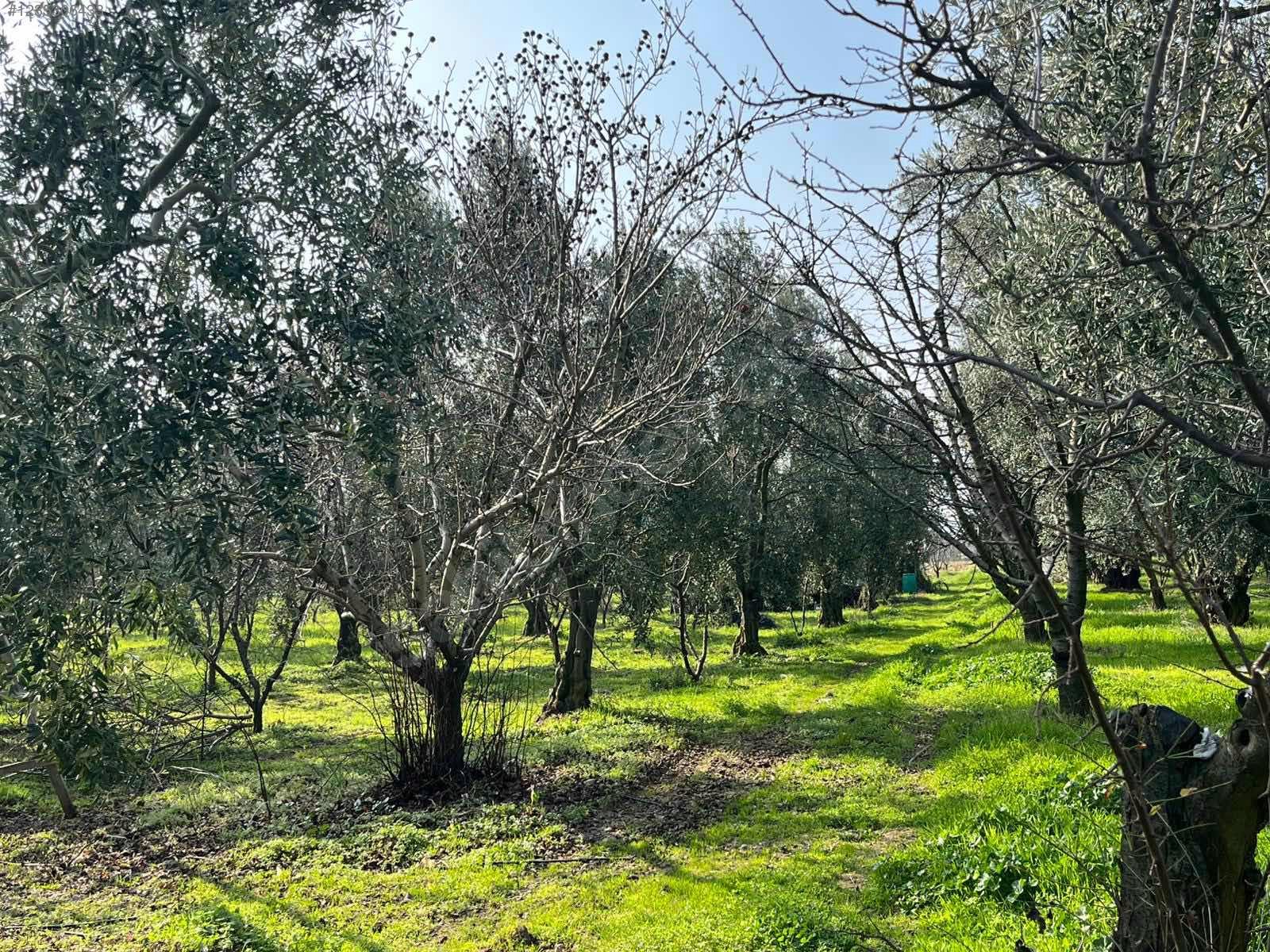 BURSA İZNİK ÖMERLİ MAHALLESİ'NDE  9.656 M² TARLAMIZ SATILIKTIR - BURSA İZNİK fotoğraf 7