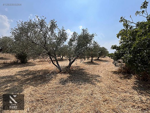 Kemalpaşa Bağyurdu Satılık 5650 m2 Bahçe - İZMİR KEMALPAŞA fotoğraf 4