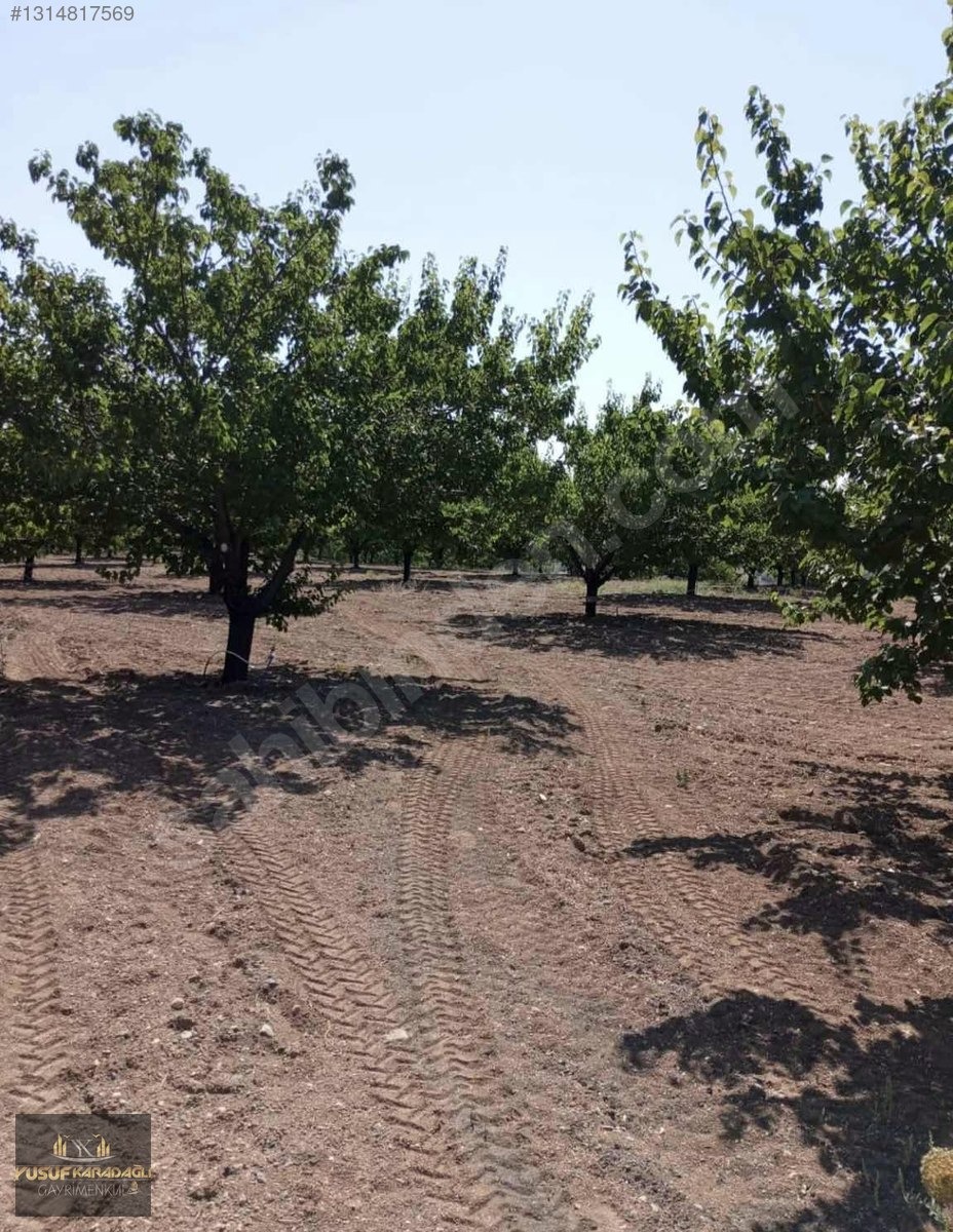 YUSUF KARADAĞLI'DAN KULUNCAK TOHMA KENAR 31 DÖNÜM SATILIK BAHÇE - MALATYA KULUNCAK fotoğraf 13