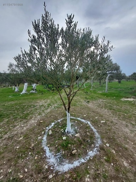Yenişakran yola yakın fırsat zeytinlik TEL ÖRGÜLÜ BUNGALOV EV. - İZMİR ALİAĞA fotoğraf 11