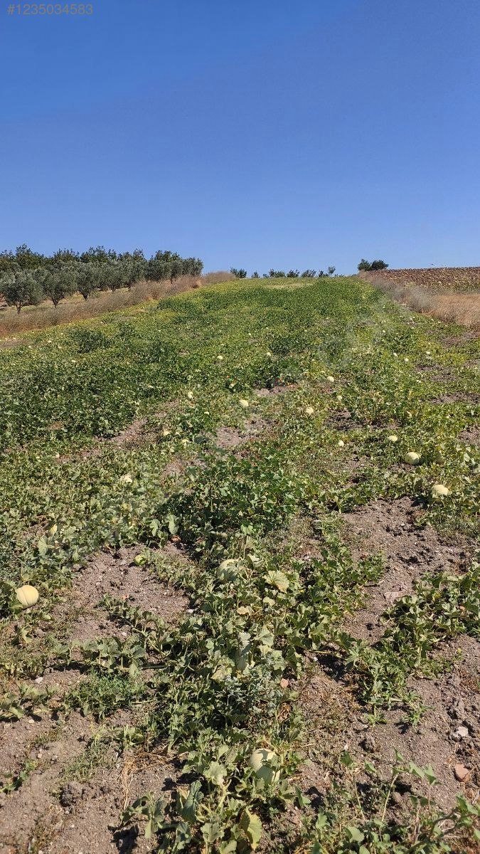 BURSA KARACABEY HARMANLI KÖYÜNDE 2.500  M² TARLA SATILIKTIR - BURSA KARACABEY fotoğraf 18
