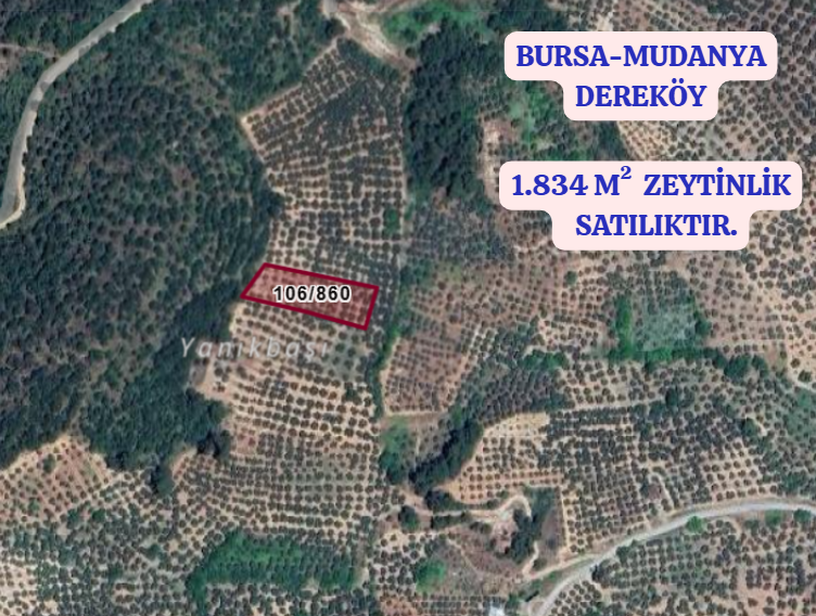 BURSA MUDANYA DEREKÖY KÖYÜNDE 1.834 M² ZEYTİNLİK SATILIKTIR. - BURSA MUDANYA fotoğraf 2