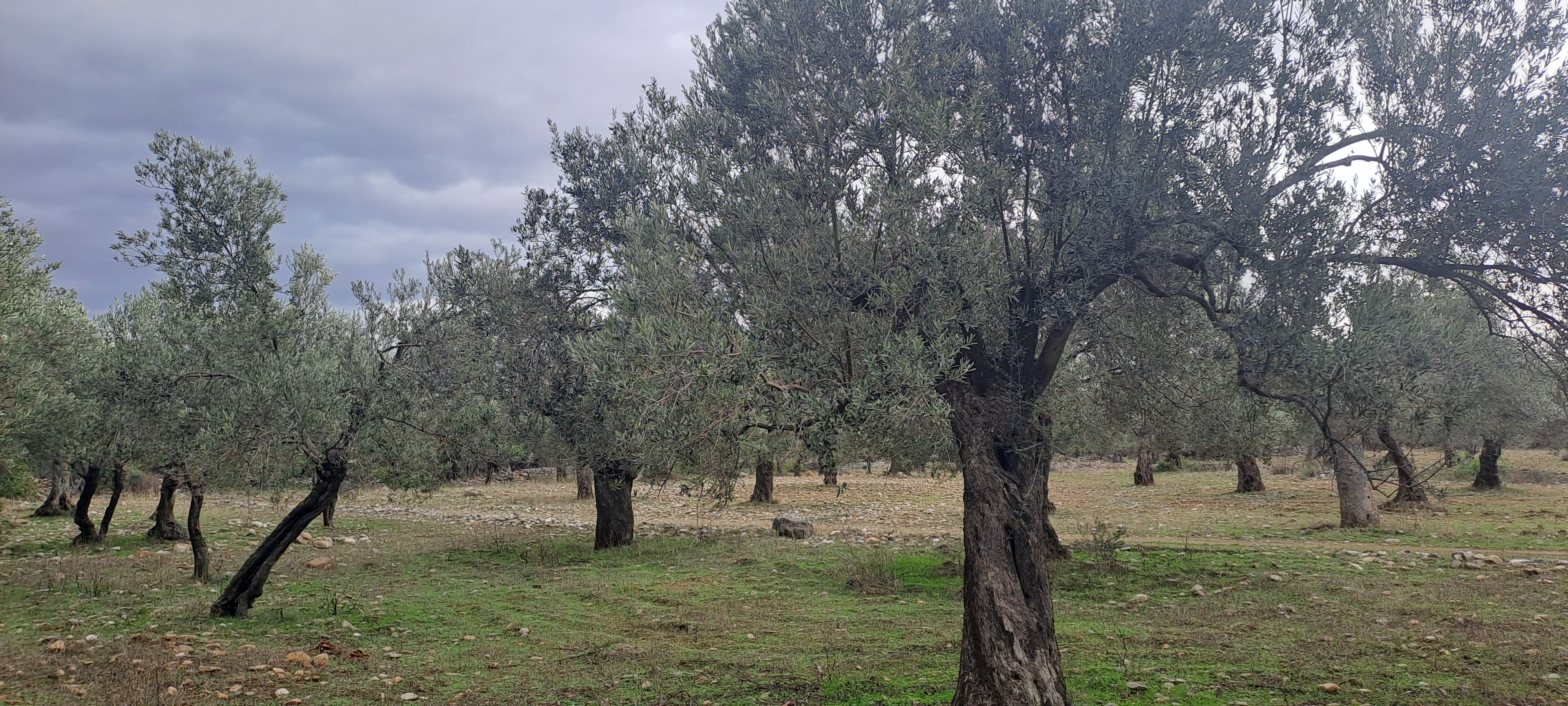 HAKANOĞLU GROUP'TAN EDREMİT ZEYTİNLİ MAH. SATILIK ZEYTİNLİK - BALIKESİR EDREMİT fotoğraf 2