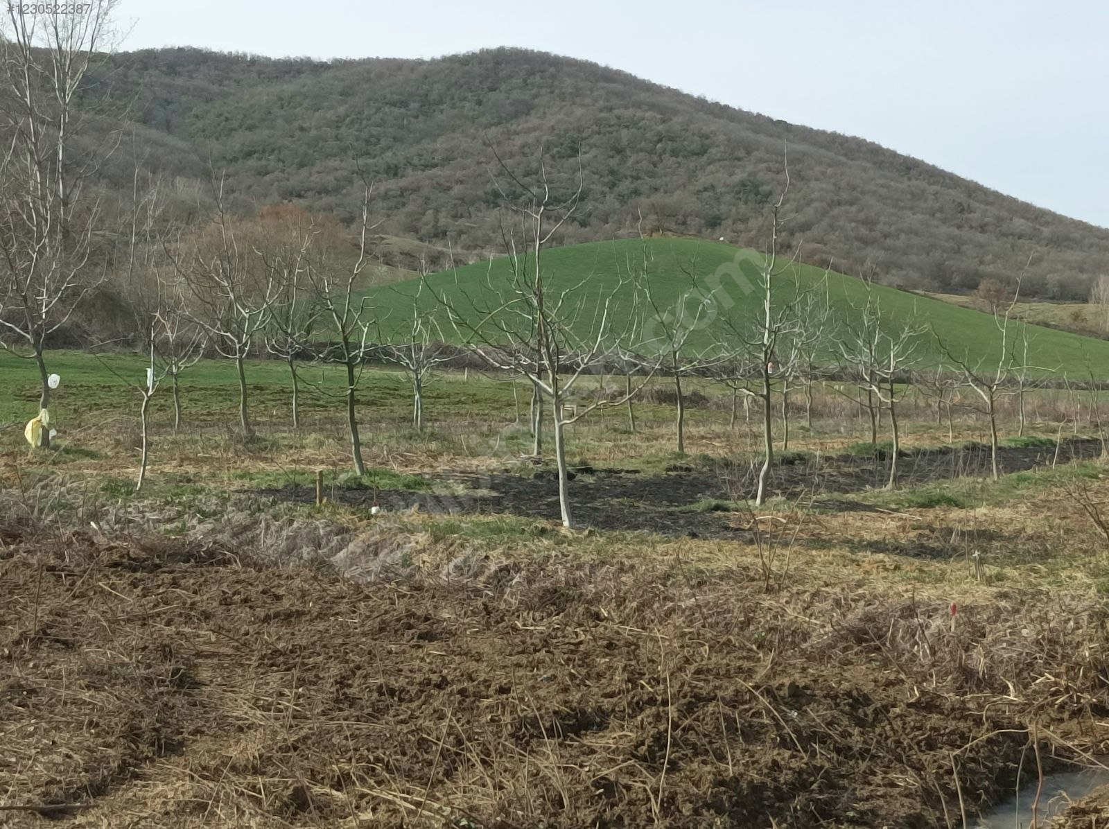 Yenişehir Fethiye de kurulu ceviz ve hobi bahcesi - BURSA YENİŞEHİR fotoğraf 12