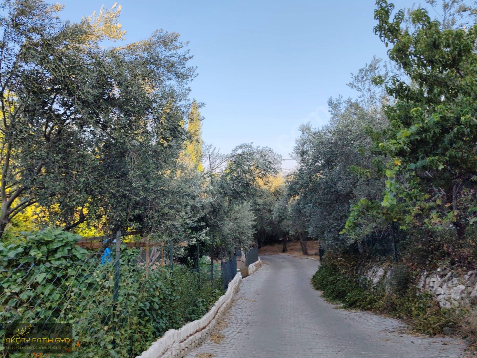 Zeytinli de 8.5 Dönüm SATILIK Zeytinlik - BALIKESİR EDREMİT fotoğraf 6
