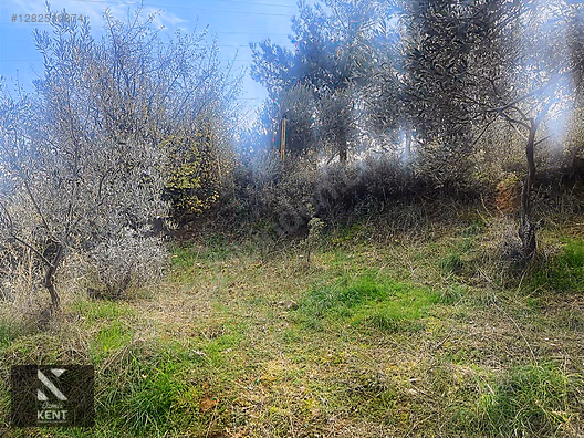 Kemalpaşa Aşağıkızılca Satılık 1758 M2 Tek Tapu Zeytinlik - İZMİR KEMALPAŞA fotoğraf 44
