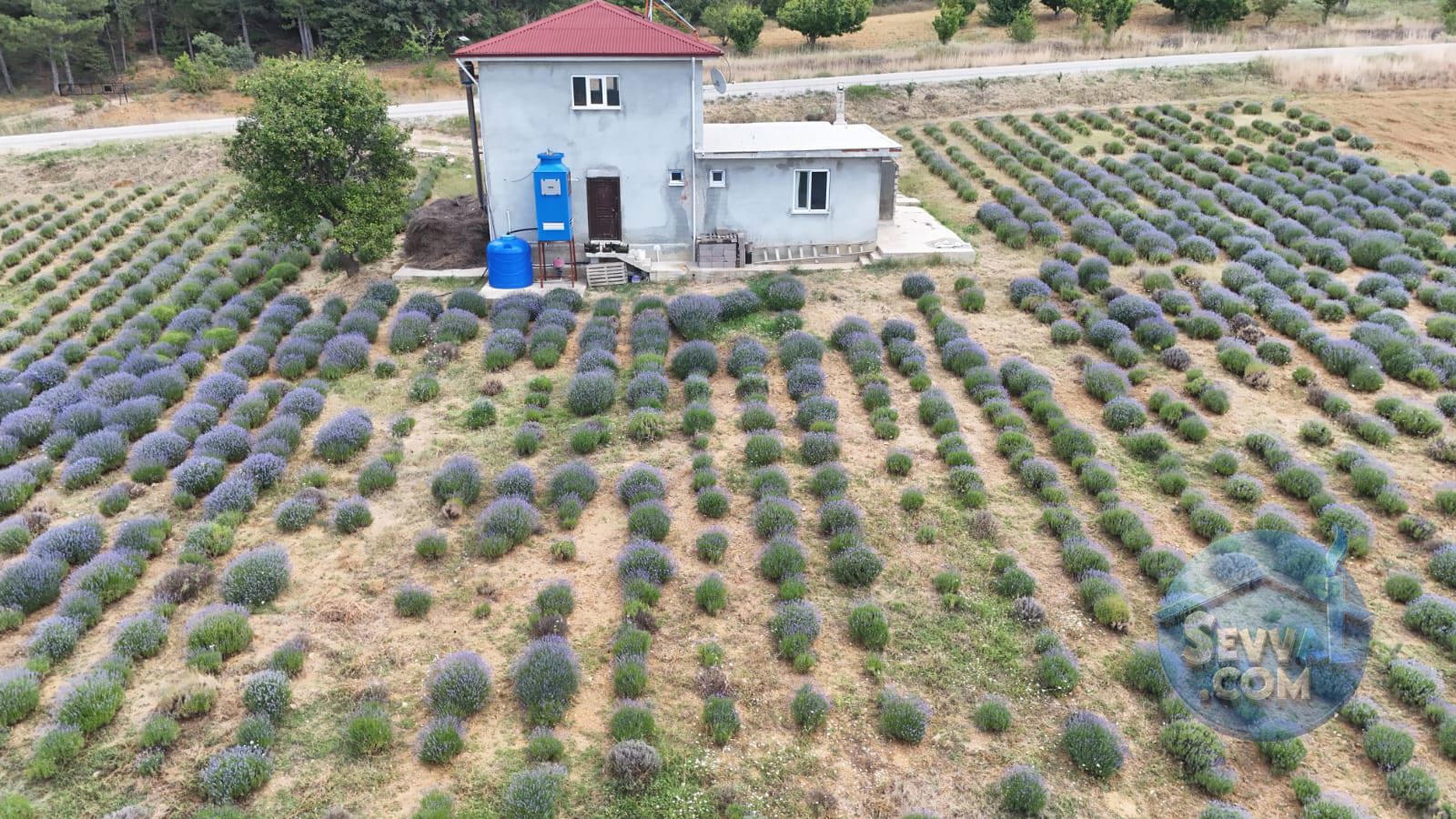 Kütahya'da 14.035m² İçerisinde Lavanta Bahçesi-Yağ Sıkma Fab.-Evi Satılıktır - KÜTAHYA ŞAPHANE fotoğraf 15