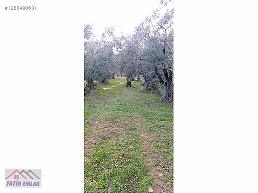 Fatih'ten Karsak ta 1245m2 yolu olan göl manzaralı zeytinlik - BURSA ORHANGAZİ fotoğraf 3