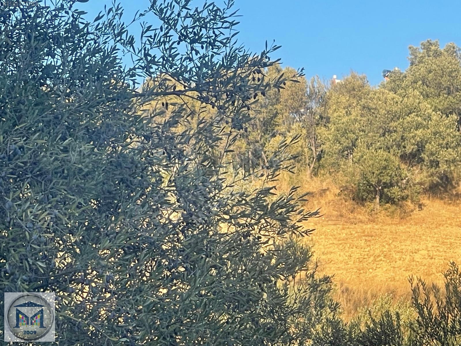PELİTKÖY SAHİLDE İMARA 650 METRE SATILIK 6.500M2 ZEYTİNLİK - BALIKESİR BURHANİYE fotoğraf 7