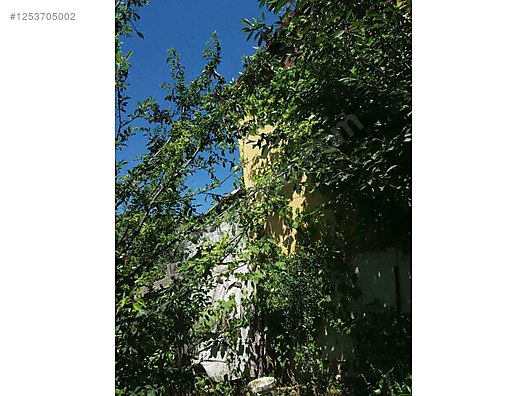BURSA MUDANYA DEREKÖY KÖYÜNDE 2.526 M²  ZEYTİNLİK SATILIKTIR - BURSA MUDANYA fotoğraf 18