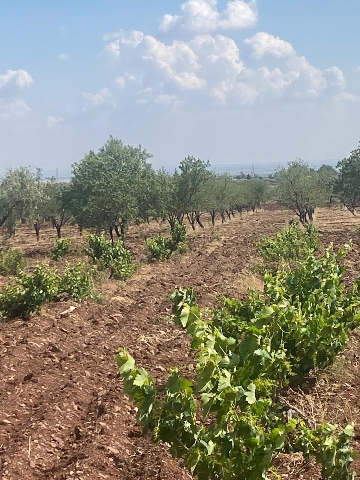SATILIK BAĞ ZEYTİN BADEM FISTIK İNCİR - KİLİS MERKEZ fotoğraf 8