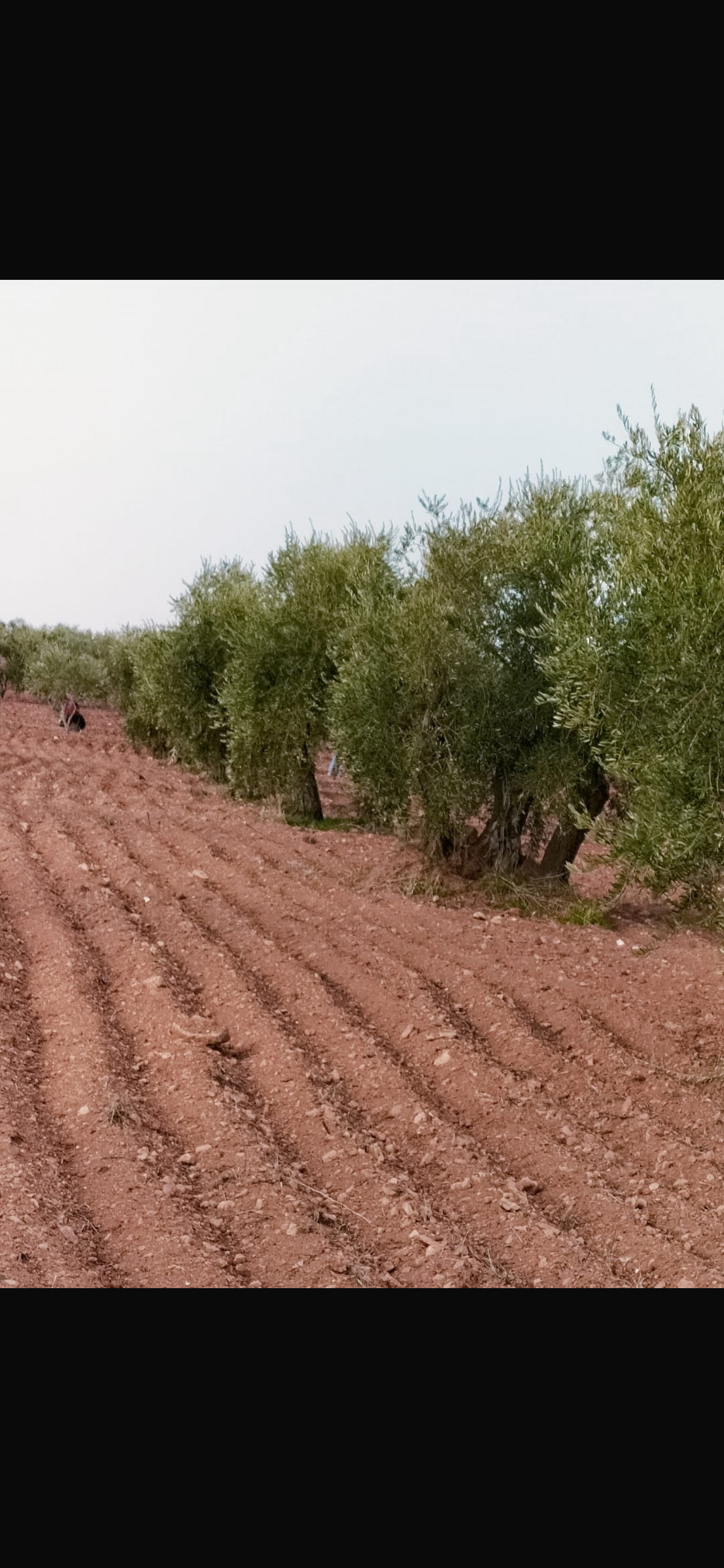 ÖZGÜRoğlu EMLAK,tan SATILIK KİLİS ZEYTİNİ - KİLİS MERKEZ fotoğraf 4