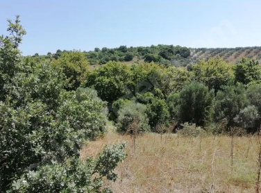 BURSA KARACABEY YEŞİLDERE KÖYÜNDE 3.600 M² TARLA SATILIKTIR - BURSA KARACABEY fotoğraf 3