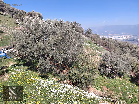 Kemalpaşa Soğukpınar İmar Gelişim Alanında Satılık 2,877m2 Bahçe - İZMİR KEMALPAŞA fotoğraf 14