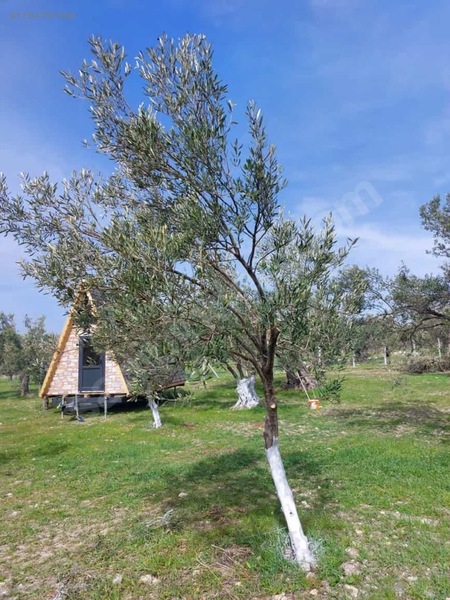 Yenişakran yola yakın fırsat zeytinlik TEL ÖRGÜLÜ BUNGALOV EV. - İZMİR ALİAĞA fotoğraf 7