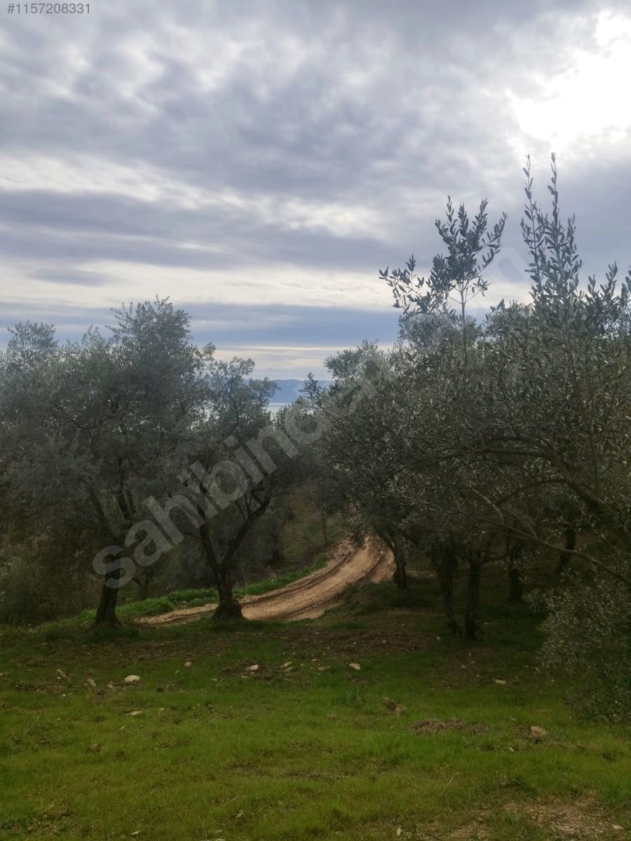 BURSA İZNİK MAHMUDİYE MAHALLESİ'NDE 903 M²  BAĞIMIZ SATILIKTIR - BURSA İZNİK fotoğraf 8