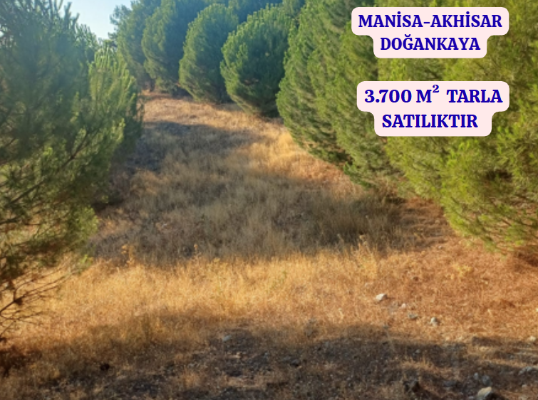 MANİSA AKHİSAR DOĞANKAYA   KÖYÜNDE  3.700 M²  TARLA  SATILIKTIR - MANİSA AKHİSAR fotoğraf 2