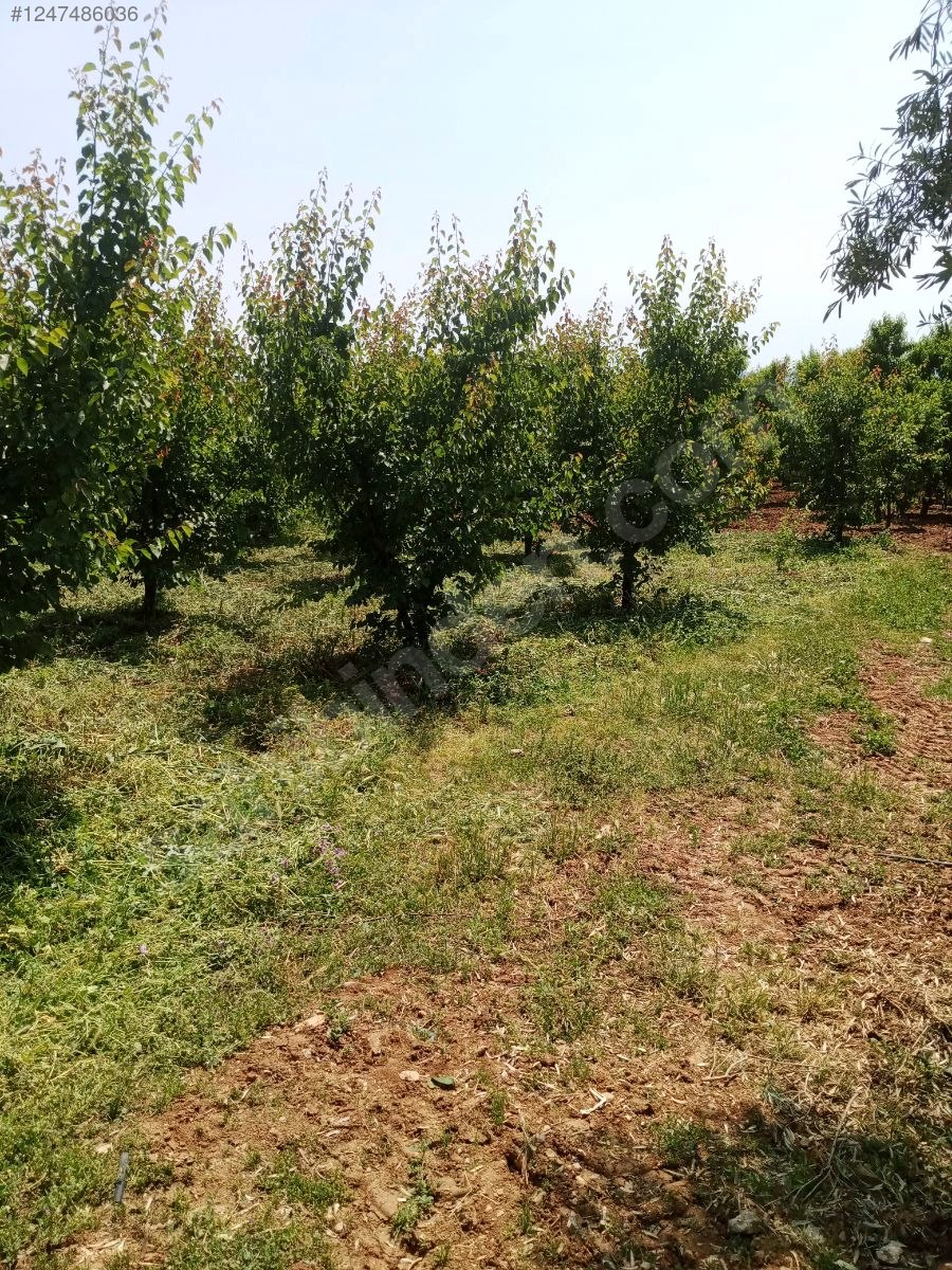 BURSA İZNİK İNİKLİ'DE BAĞ'IN 2.200  M²'Sİ  SATILIKTIR - BURSA İZNİK fotoğraf 4