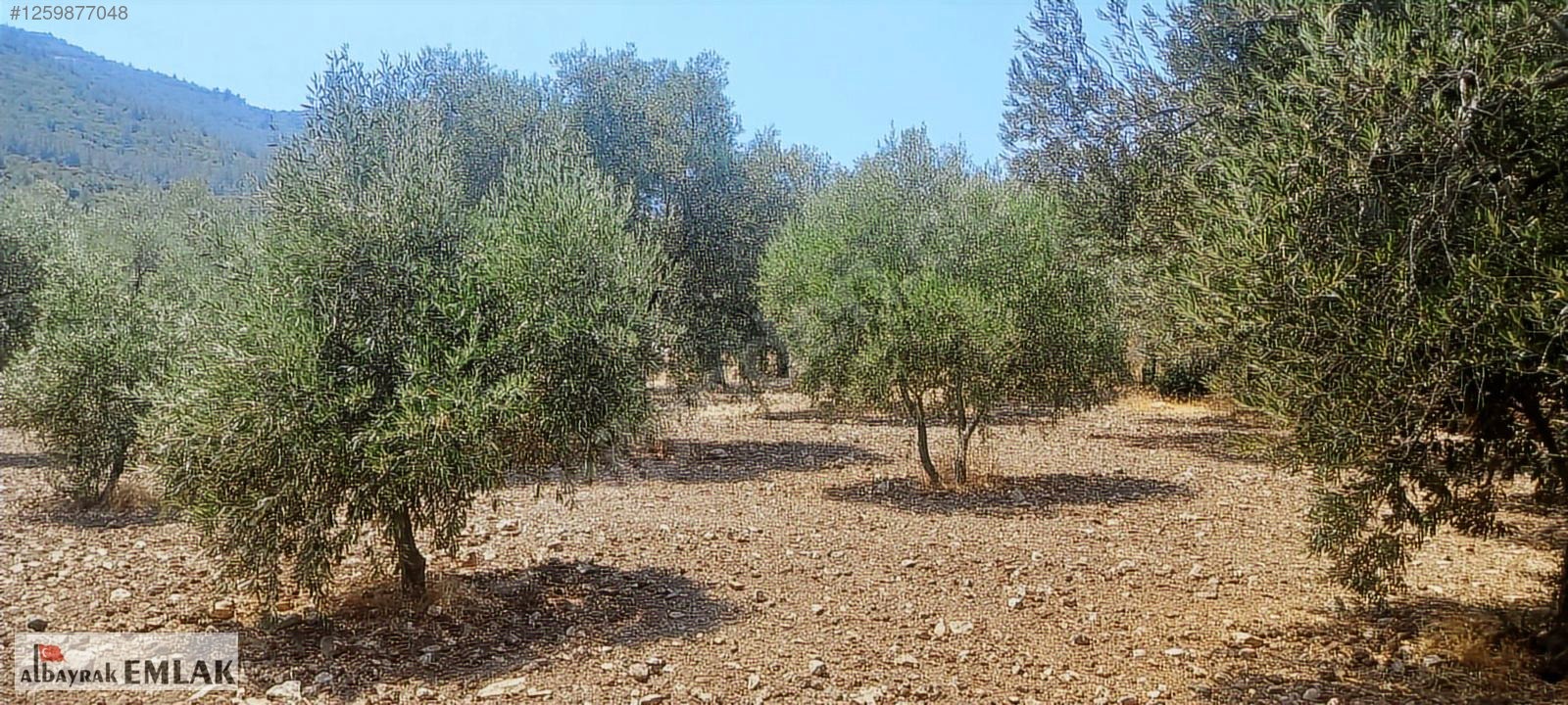 MANİSA SARUHANLI DA SATILIK 3.800 M2 BAKIMLI ZEYTİNLİK 1.280.000 - MANİSA SARUHANLI fotoğraf 13