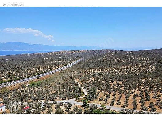 HAS EMLAK tan EGE nin İNCİSİ PELİTKÖY DE ZEYTİNLİK - BALIKESİR BURHANİYE fotoğraf 17