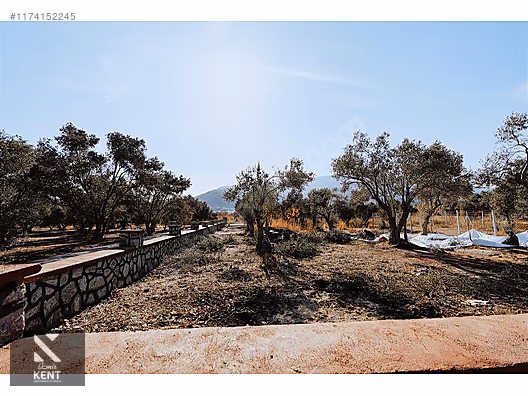 Kemalpaşa Sekiz Eylül Merkeze Yakın Satılık 3440 m2 Zeytinlik - İZMİR KEMALPAŞA fotoğraf 41