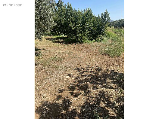 BURSA İZNİK ÖMERLİ  KÖYÜNDE 54 M² BAĞ  SATILIKTIR - BURSA İZNİK fotoğraf 3