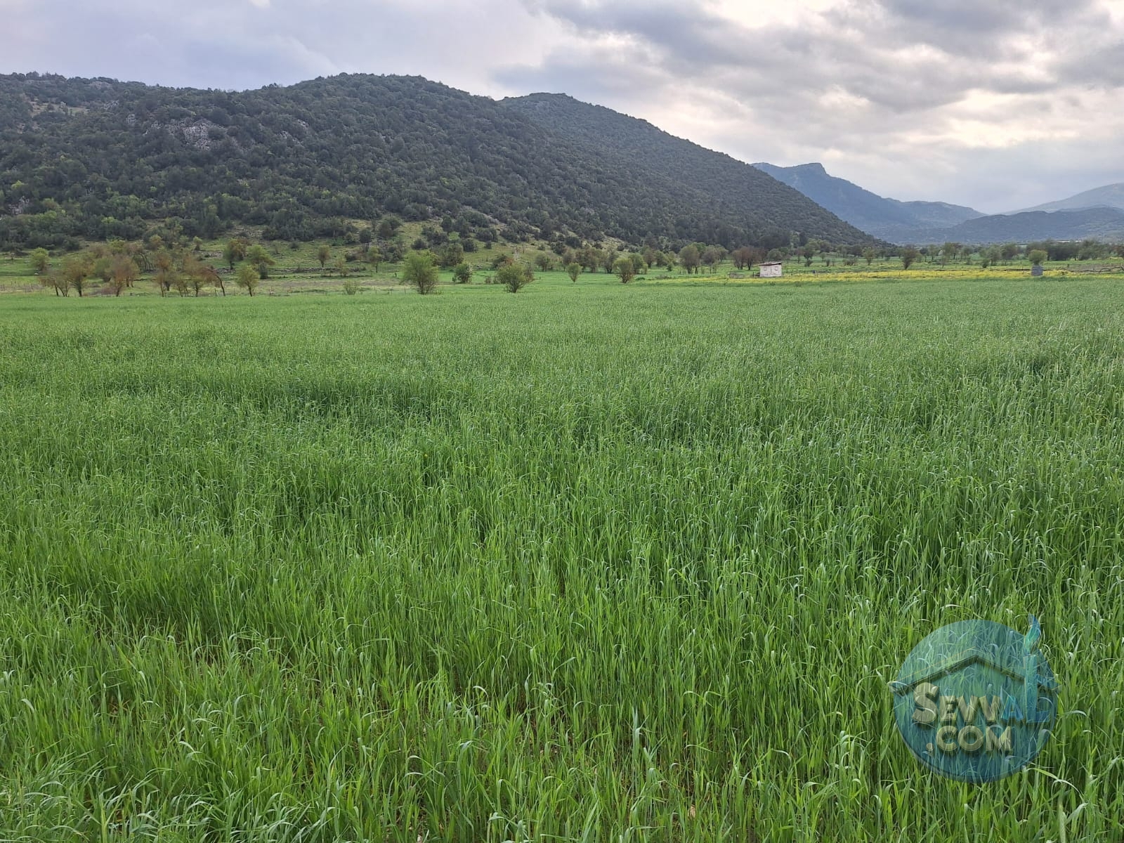 ASYA EMLAKTAN BURDUR AĞLASUN HİSARKÖY DE SATILIK FIRSAT TARLA - Burdur Ağlasun fotoğraf 6