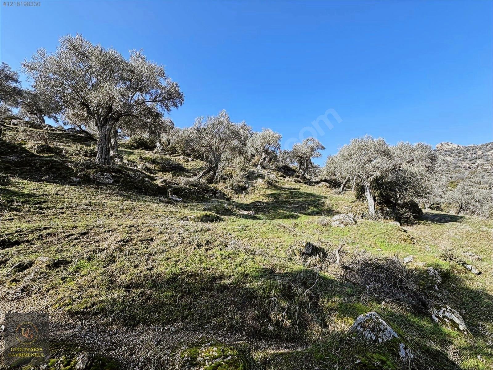 AYDIN KARPUZLU MERKEZ'DE 21.050 M2 ANA YOLA CEPHE ZEYTİNLİK - AYDIN KARPUZLU fotoğraf 10