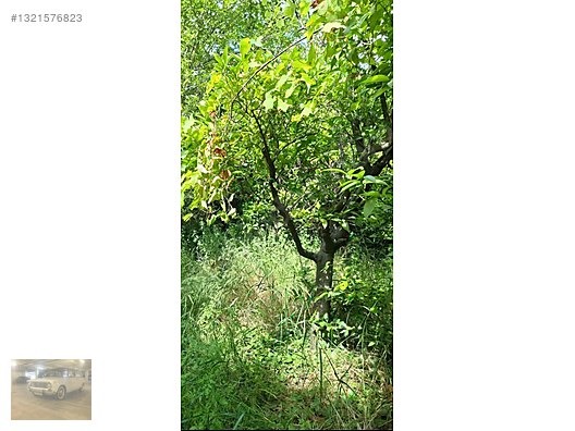 TEK TAPU SU KENARI PORTAKAL BAHÇESİ - ANTALYA AKSU fotoğraf 2