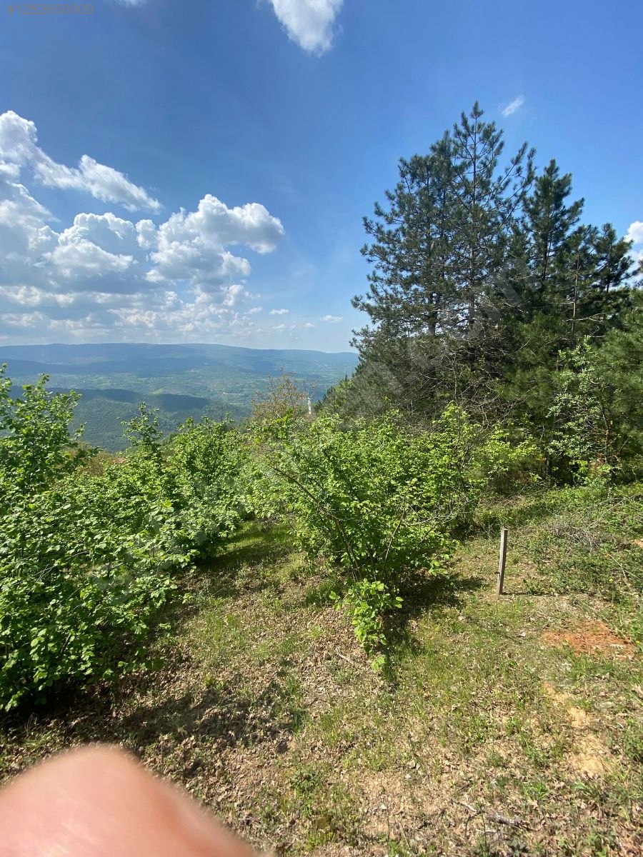 BURSA M.KEMALPAŞA KURŞUNLU  7.300 M² TARLA SATILIKTIR. - BURSA MUSTAFAKEMALPAŞA fotoğraf 12